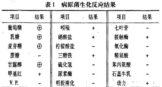 狐狸致病性大肠肝菌的分离与鉴定