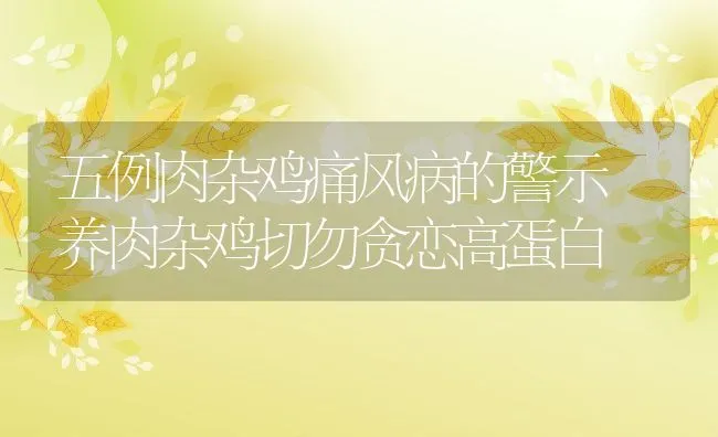 五例肉杂鸡痛风病的警示 养肉杂鸡切勿贪恋高蛋白 | 动物养殖学堂