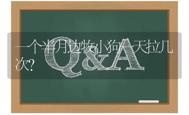 博美和比熊犬那种狗好（从养得麻烦不麻烦，特点等等来说）？ | 动物养殖问答