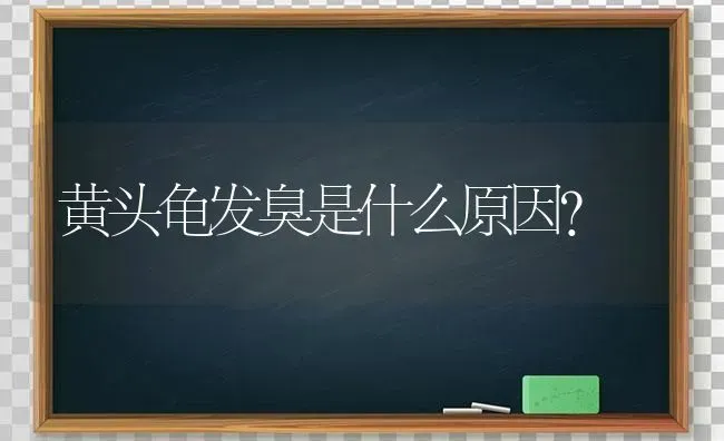 黄头龟发臭是什么原因？ | 动物养殖问答