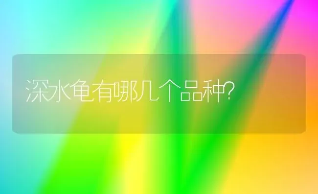 深水龟有哪几个品种？ | 动物养殖问答