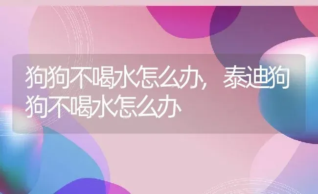 狗狗不喝水怎么办,泰迪狗狗不喝水怎么办 | 宠物百科知识