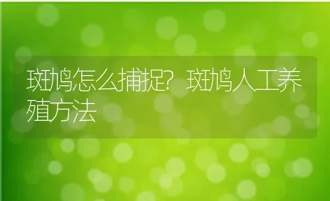 斑鸠怎么捕捉?斑鸠人工养殖方法 | 动物养殖百科