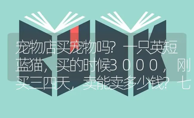 宠物店买宠物吗?一只英短蓝猫，买的时候3000,刚买三四天，卖能卖多少钱?七个多月？ | 动物养殖问答