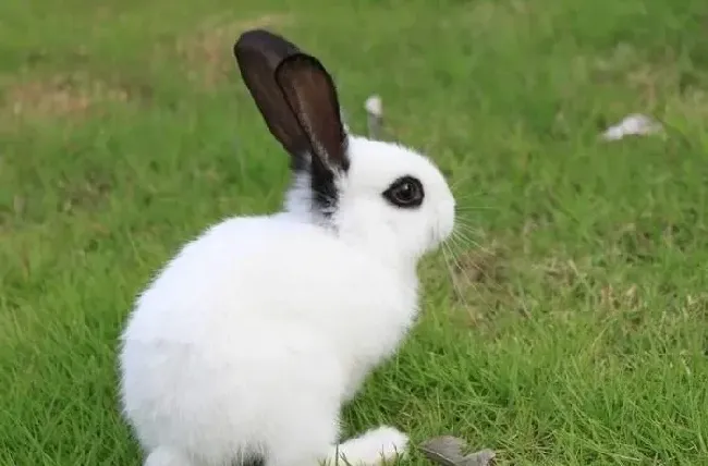 如何正确诊断獭兔便秘