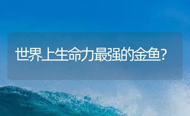 世界上生命力最强的金鱼？ | 鱼类宠物饲养