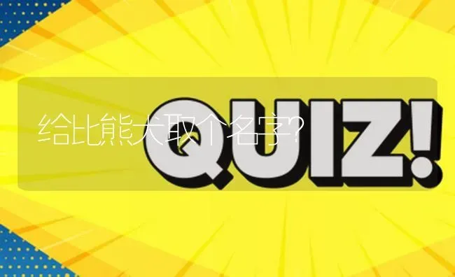 给比熊犬取个名字？ | 动物养殖问答