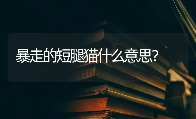 暴走的短腿猫什么意思？ | 动物养殖问答