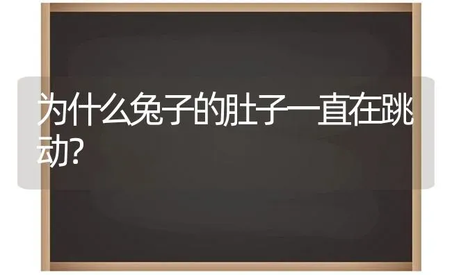 为什么兔子的肚子一直在跳动？ | 动物养殖问答