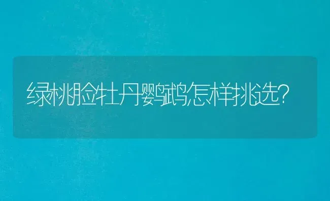 绿桃脸牡丹鹦鹉怎样挑选？ | 动物养殖问答