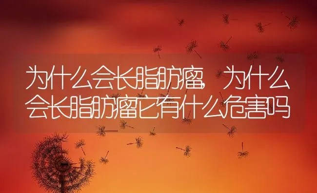 为什么会长脂肪瘤,为什么会长脂肪瘤它有什么危害吗 | 宠物百科知识