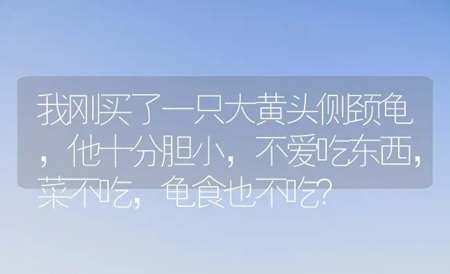 我刚买了一只大黄头侧颈龟，他十分胆小，不爱吃东西，菜不吃，龟食也不吃？ | 动物养殖问答