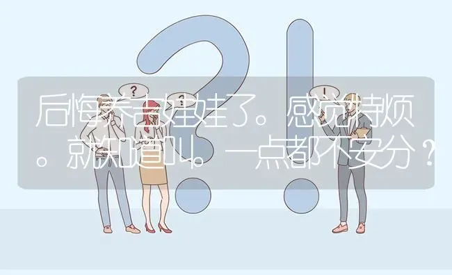 后悔养吉娃娃了。感觉特烦。就知道叫。一点都不安分？ | 动物养殖问答