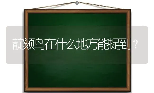 靛颏鸟在什么地方能捉到？ | 动物养殖问答