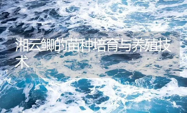 湘云鲫的苗种培育与养殖技术 | 海水养殖技术