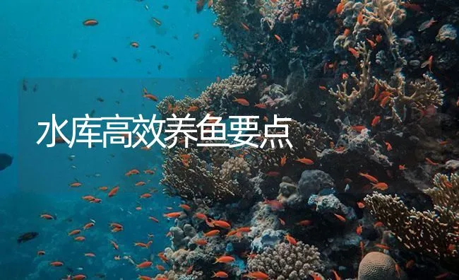 水库高效养鱼要点 | 海水养殖技术