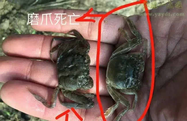 河蟹塘口损蟹不止？细菌感染是罪魁，消毒方法要正确