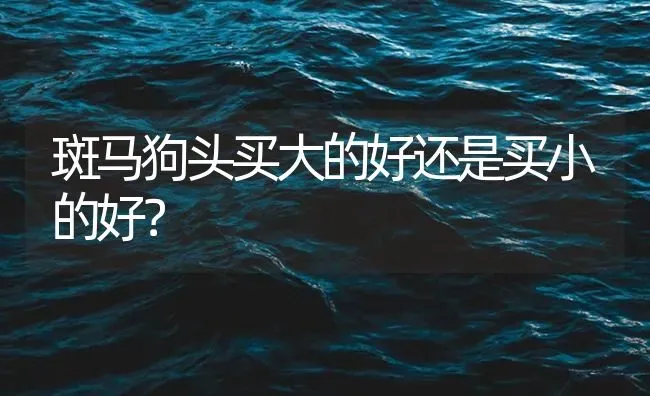 斑马狗头买大的好还是买小的好？ | 鱼类宠物饲养