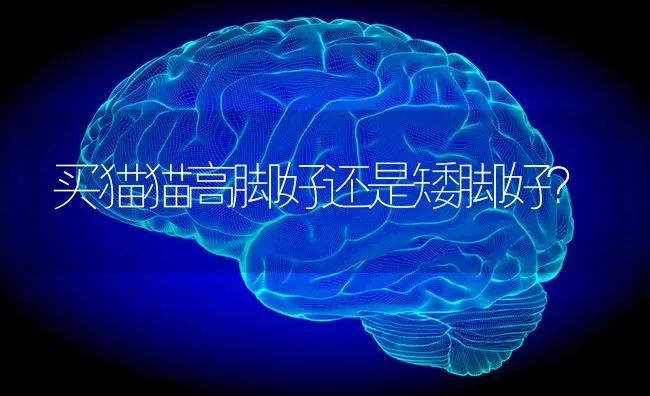 买猫猫高脚好还是矮脚好？ | 动物养殖问答