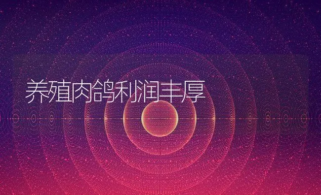 养殖肉鸽利润丰厚 | 动物养殖教程