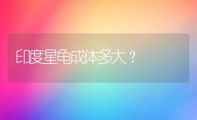 印度星龟成体多大？ | 动物养殖问答