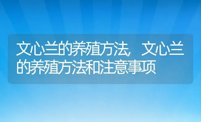 文心兰的养殖方法,文心兰的养殖方法和注意事项 | 宠物百科知识