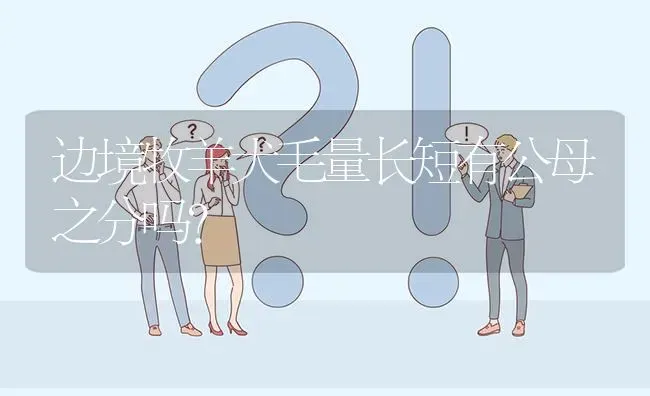 边境牧羊犬毛量长短有公母之分吗？ | 动物养殖问答