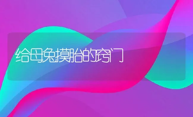 给母兔摸胎的窍门 | 动物养殖学堂