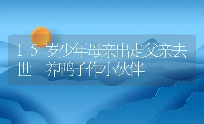 15岁少年母亲出走父亲去世 养鸭子作小伙伴 | 动物养殖教程