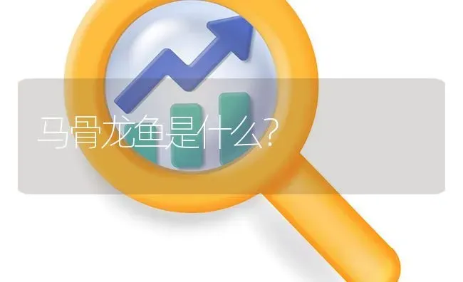 马骨龙鱼是什么？ | 鱼类宠物饲养