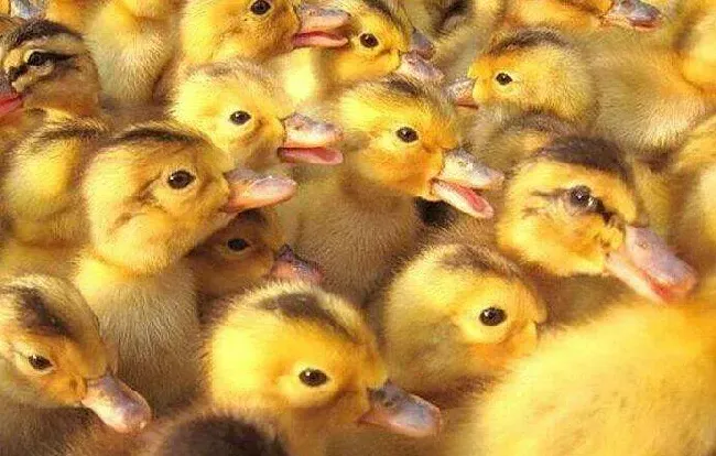 肉鸭苗多少钱一只？怎么挑选和饲养