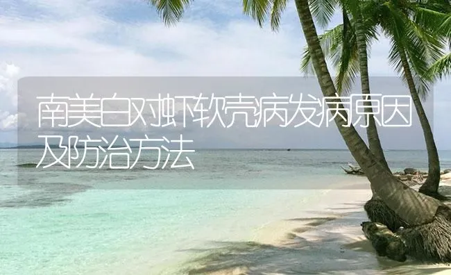 南美白对虾软壳病发病原因及防治方法 | 海水养殖技术