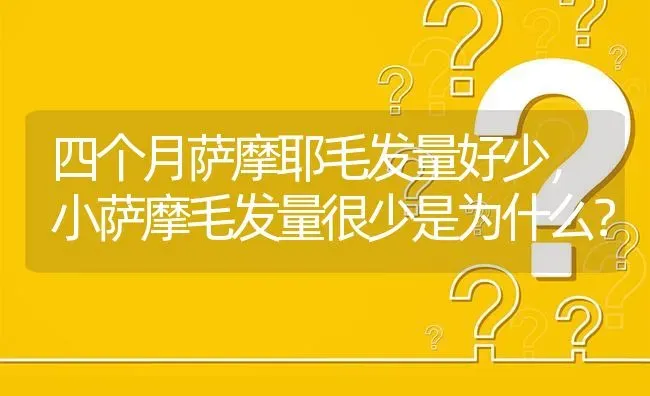 四个月萨摩耶毛发量好少，小萨摩毛发量很少是为什么？ | 动物养殖问答