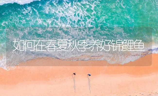 如何在春夏秋季养好锦鲤鱼 | 海水养殖技术