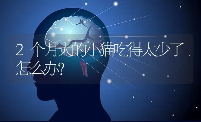 2个月大的小猫吃得太少了怎么办？ | 动物养殖问答