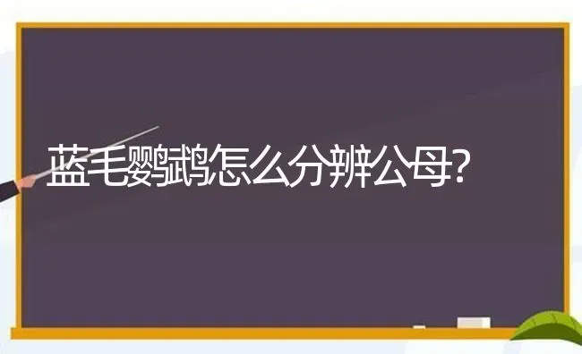 蓝毛鹦鹉怎么分辨公母？ | 动物养殖问答