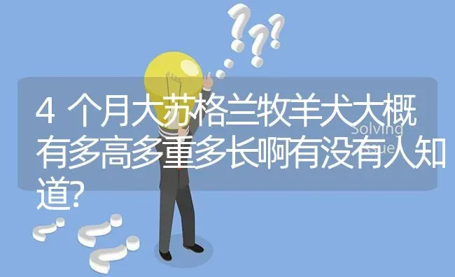 4个月大苏格兰牧羊犬大概有多高多重多长啊有没有人知道？ | 动物养殖问答