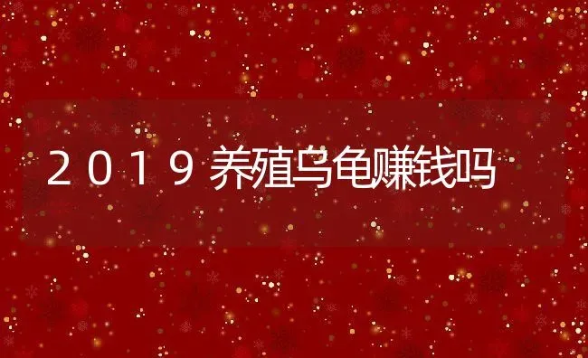 2019养殖乌龟赚钱吗 | 动物养殖百科