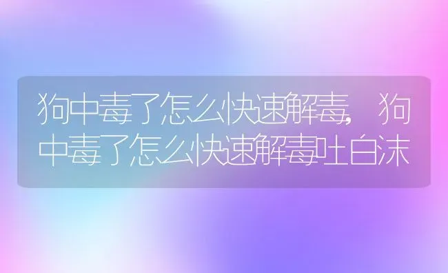 狗中毒了怎么快速解毒,狗中毒了怎么快速解毒吐白沫 | 宠物百科知识