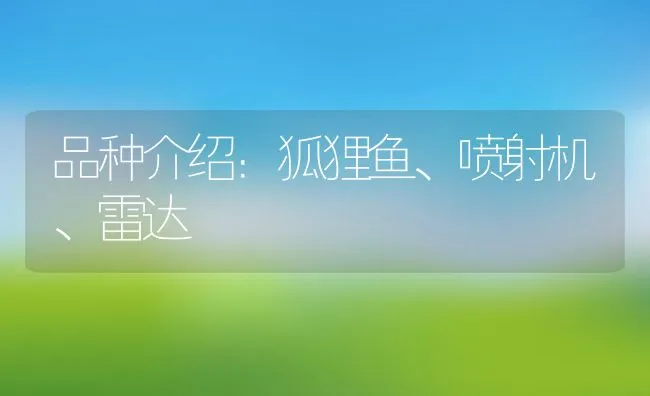 品种介绍：狐狸鱼、喷射机、雷达 | 水产养殖知识