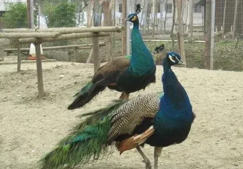 蓝孔雀葡萄球菌病的防治措施
