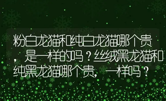 粉白龙猫和纯白龙猫哪个贵，是一样的吗？丝绒黑龙猫和纯黑龙猫哪个贵，一样吗？ | 动物养殖问答