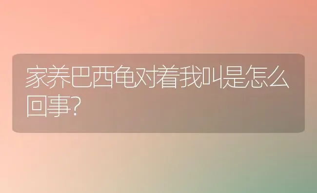 家养巴西龟对着我叫是怎么回事？ | 动物养殖问答