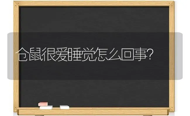 仓鼠很爱睡觉怎么回事？ | 动物养殖问答