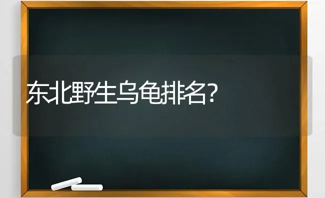 东北野生乌龟排名？ | 动物养殖问答