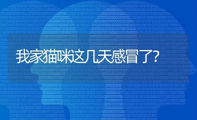 我家猫咪这几天感冒了？ | 动物养殖问答