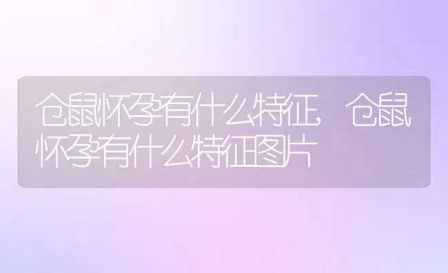 仓鼠怀孕有什么特征,仓鼠怀孕有什么特征图片 | 宠物百科知识