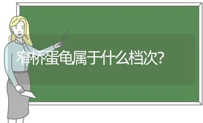 窄桥蛋龟属于什么档次？ | 动物养殖问答