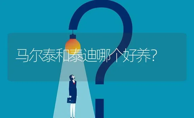 马尔泰和泰迪哪个好养？ | 动物养殖问答