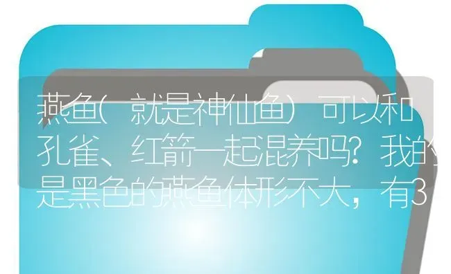 燕鱼(就是神仙鱼)可以和孔雀、红箭一起混养吗?我的是黑色的燕鱼体形不大，有3厘米？ | 鱼类宠物饲养